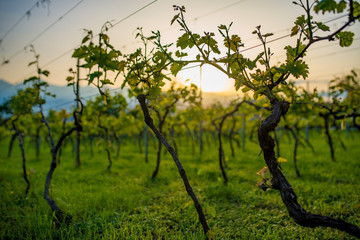 Georgia, Vineyard near Tsinandali city