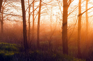 The sun's rays make their way through the trees in the forest at sunrise, background in orange and green tones