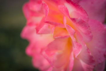 Fototapeta na wymiar Beautiful rose