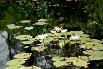 water lilies in pond