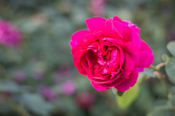 Beautiful rose