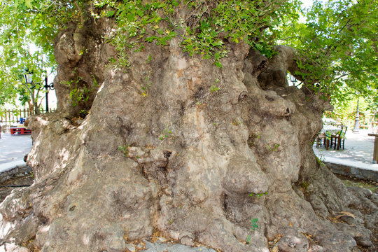 Platanus tree in the village of Krasi in Crete