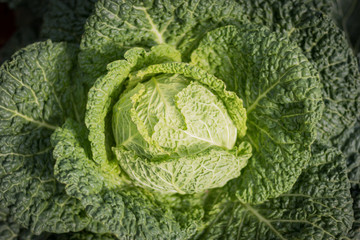 cabbage in harvest field