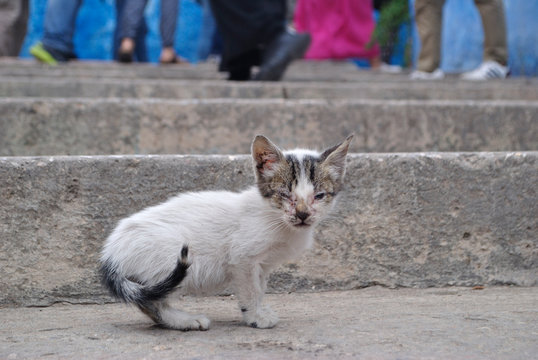 Gato blanco tuerto mirando al frente