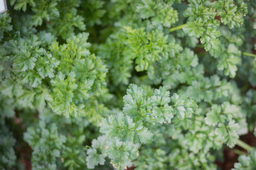 Fresh green parsley in the garden.