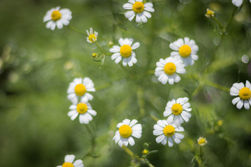 Meadow with flowering daisies