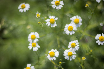 Fototapeta premium Meadow with flowering daisies