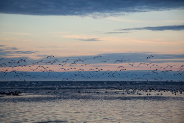 Naklejka premium Flock of birds on the Atlantic Ocean Coast during a vibrant sunset. Taken in Rimouski, Quebec, Canada.