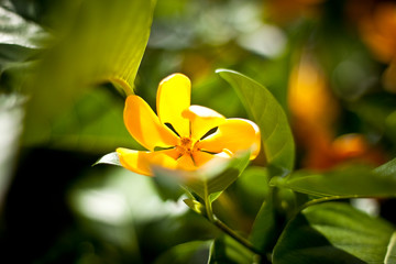 yellow flower