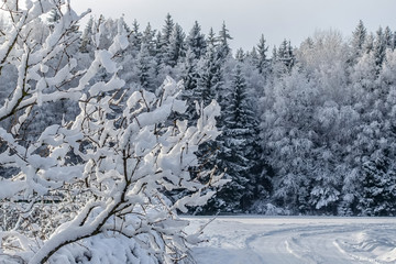 winter day, a lot of snow on trees and land; in the foreground is a orchard and hedge, there is a rural road next to it, and in the background is a thick forest, all trees full of snow