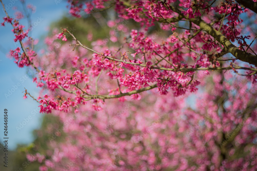 Wall mural The cherry tree