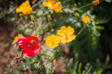 Various kinds of flowers