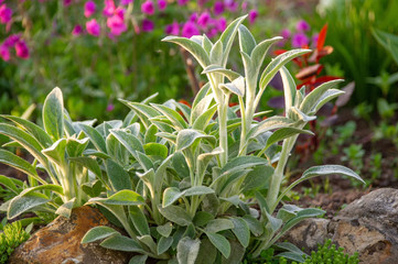 Garden plant Stachys. Stachys in the flower bed decorates the garden.