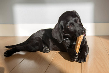 Labrador puppy gnaws a bone.
