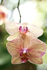 Naklejka na ściany i meble pink orchid 