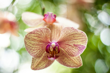 pink orchid 