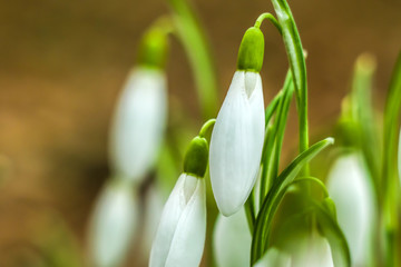 Picture of a spring symbol, fresh green snowdrops with white blooms. 