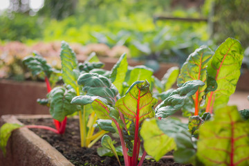 Vegetable garden, grown in the nursery