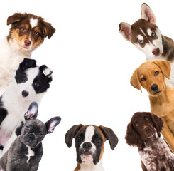 Some puppies isolated on white background