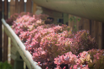 Vegetable garden, grown in the nursery