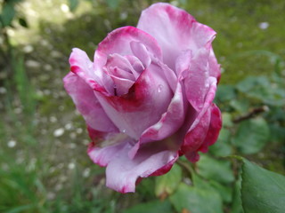 Purple rose in the spring garden