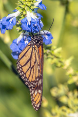 monarch butterfly, Danaus plexippus