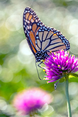 monarch butterfly, Danaus plexippus
