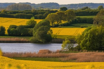 wonderful view to the Schlei Fjord with yellow rape field in spring