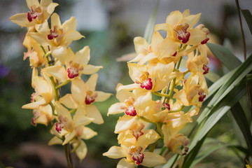 Yellow  orchid flowers