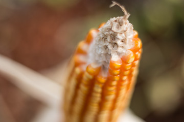 yellowing ripe corn