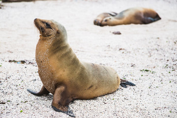 Fototapeta premium Sea lion resting on the beach in the Galapagos
