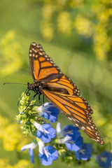 monarch butterfly, Danaus plexippus