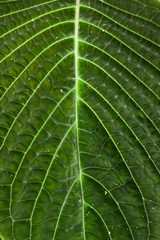 closeup of green leaf