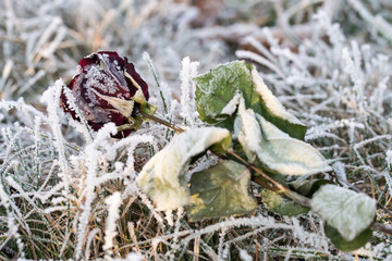 Frost, Winter, Eiskristalle