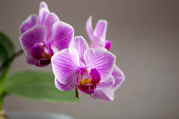Fototapeta na wymiar Beautiful gentle flowers of Phalaenopsis orchids on a gray background.