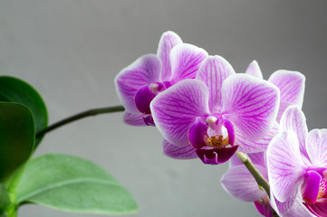 Beautiful gentle flowers of Phalaenopsis orchids on a gray background.
