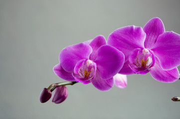 Naklejka na ściany i meble Beautiful gentle flowers of Phalaenopsis orchids on a gray background.