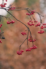 red berries on a bush in autumn