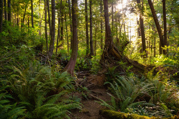 Beautiful path in a forest during a vibrant summer day. Taken in Raft Cove Provincial Park, Northern Vancouver Island, BC, Canada.