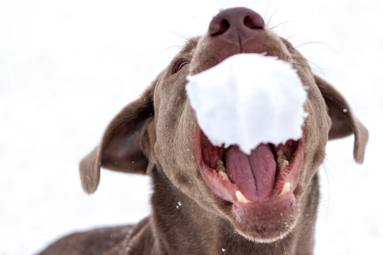 Hund f&auml;ngt Schneeball