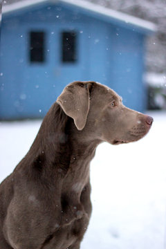 Hund im Schnee 
