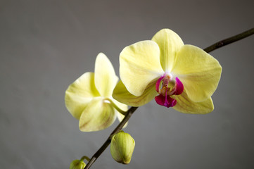 Fototapeta na wymiar Beautiful gentle flowers of Phalaenopsis orchids on a gray background.