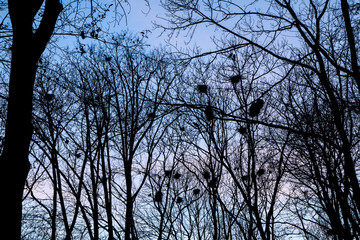 A picture from the city park when the darkness comes. The silhouettes of the trees are only visible with the nests of the crows on them. 