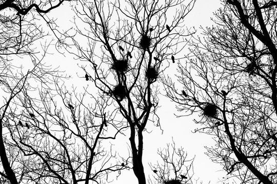 A black and white picture from the city park when the darkness comes. The silhouettes of the trees are only visible with the nests of the crows on them. 