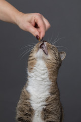cat gets reward