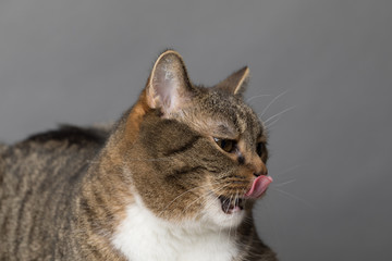 tabby gets reward