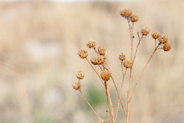 Fototapeta na wymiar field of wild flowers