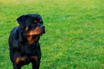 Dog breed Rottweiler