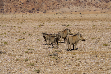 Group of three running warthogs, seen and pictured in national park in namibia, africa