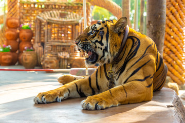 The tiger is chained to the stone